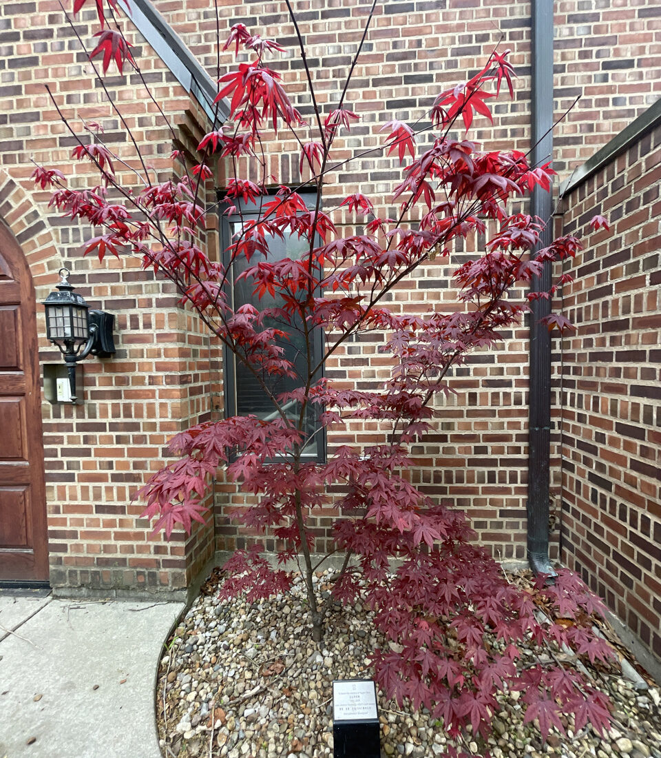 Image of a donor tree near the iSchool. 