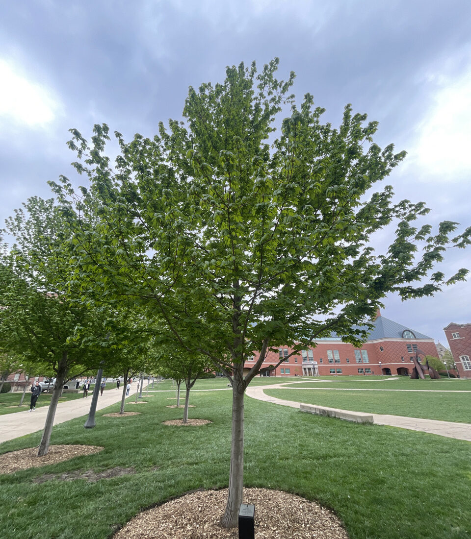 Image of a donor tree in Bardeen Quad. 