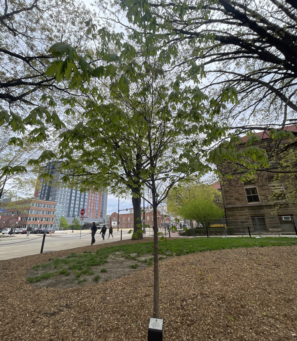 Image of a donor tree near the Henry Admin Building. 